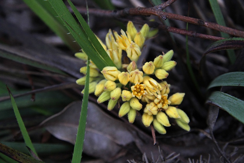 Aculeata