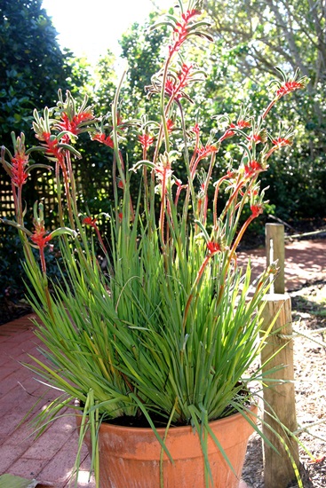 Anigozanthos manglesii