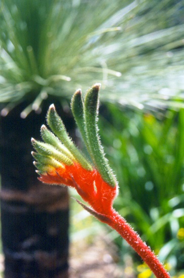 Anigozanthos manglesii