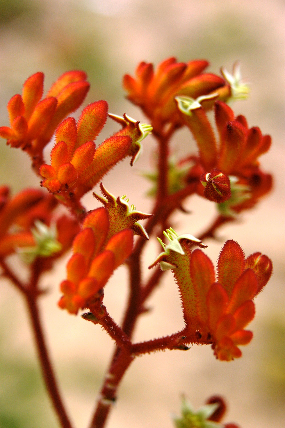 Anigozanthos Hybrid Medium Cultivars-