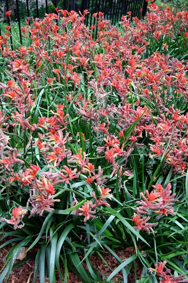 Anigozanthos Hybrid Medium Cultivars-