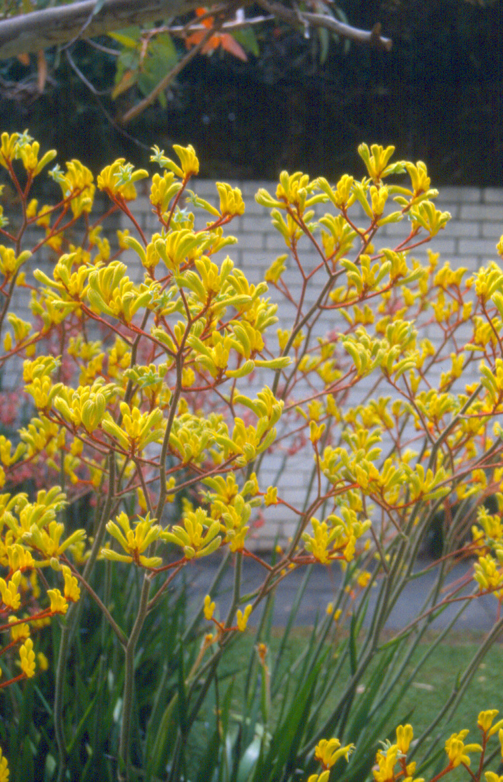 Anigozanthos Hybrid Medium Cultivars-