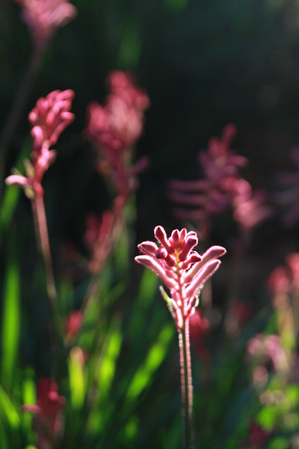 Anigozanthos Hybrid Small Cultivars