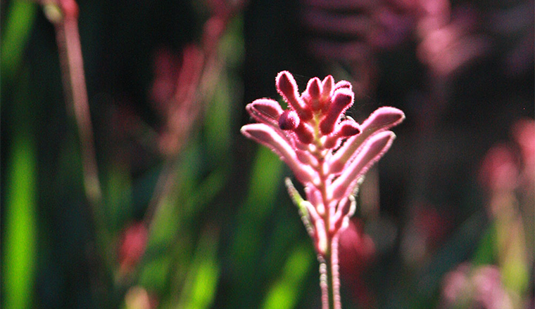 Anigozanthos Hybrid Small Cultivars