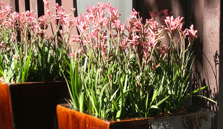 Anigozanthos Hybrid Small Cultivars