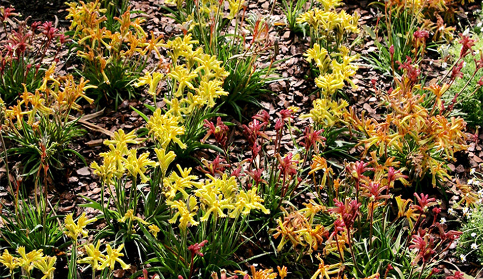 Anigozanthos Hybrid Small Cultivars