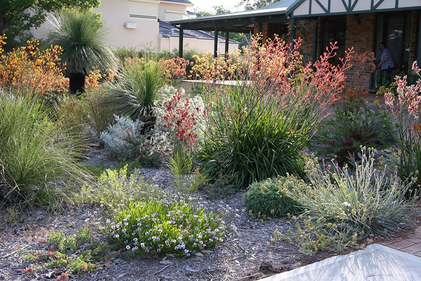 Anigozanthos Hybrid Large Cultivars