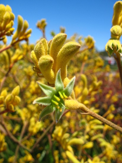 Anigozanthos Hybrid Large Cultivars