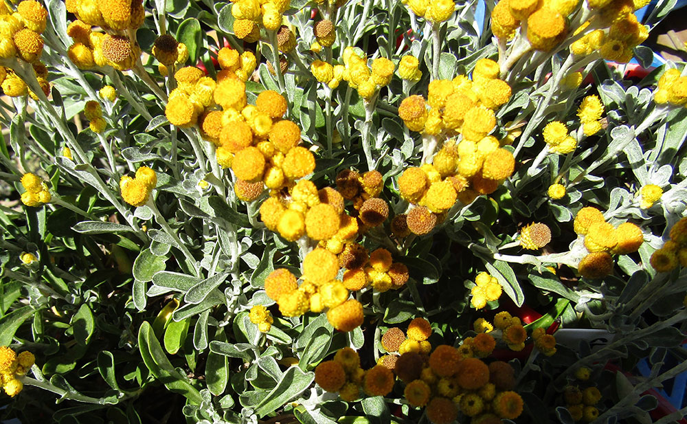Apiculatum