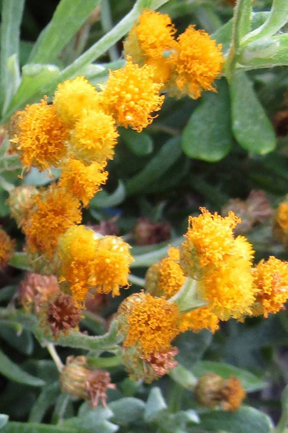 Apiculatum