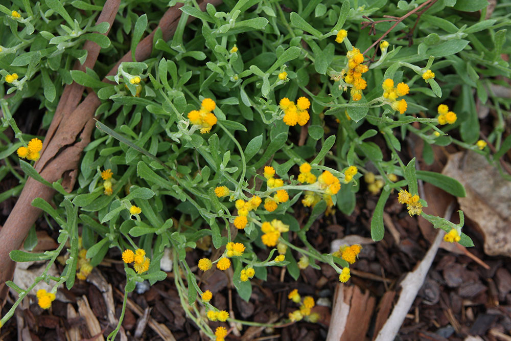 Apiculatum