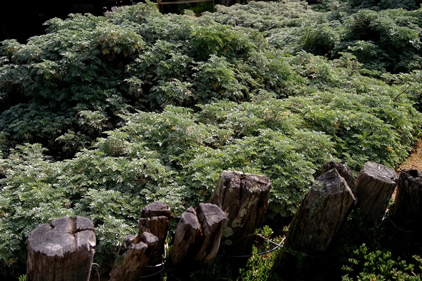Artemisia arborescens 'Powis Castle'