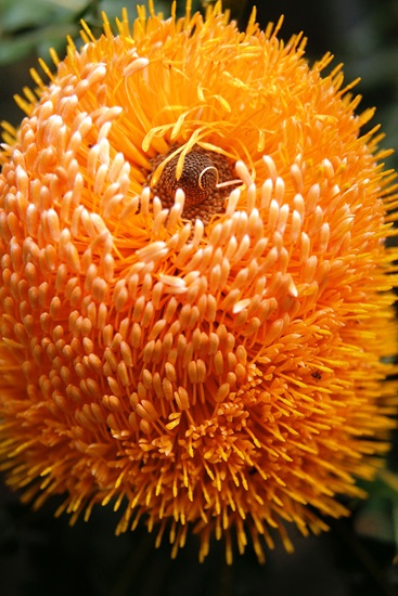 Banksia ashbyii 'Dwarf'