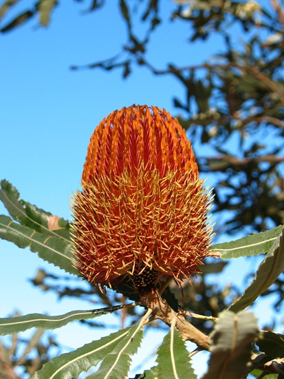 Banksia menziesii