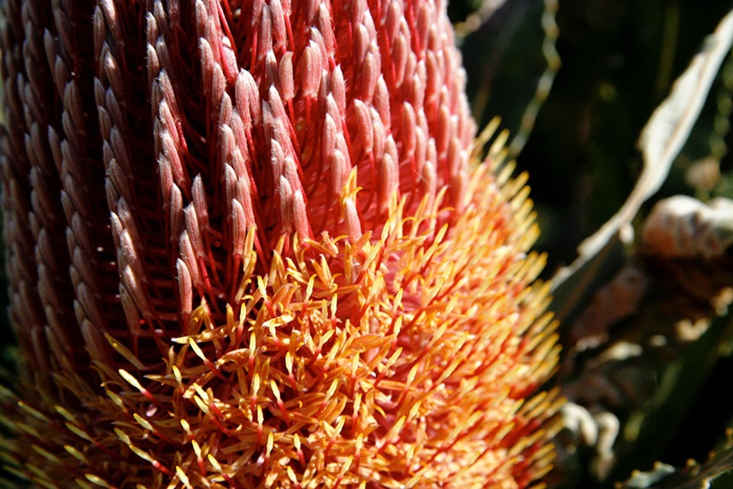 Banksia menziesii