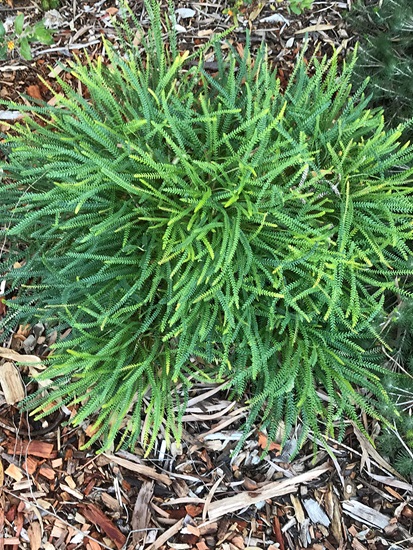Banksia nivea