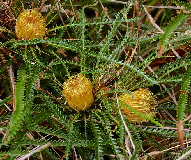 Banksia nivea
