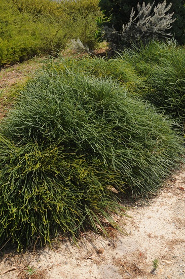 Banksia nivea
