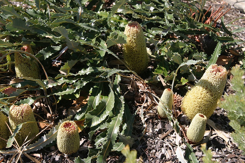 Banksia petiolaris