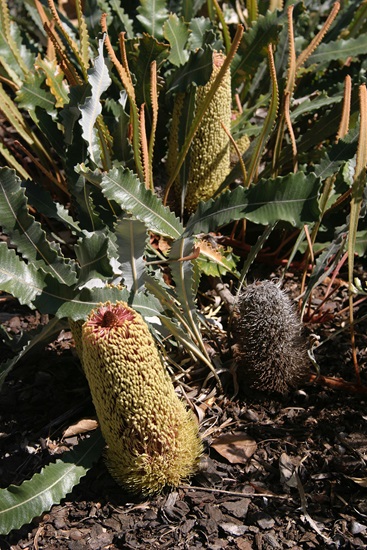 Banksia petiolaris
