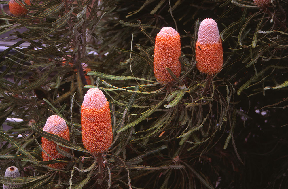Banksia prionotes