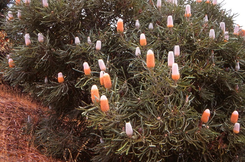 Banksia prionotes