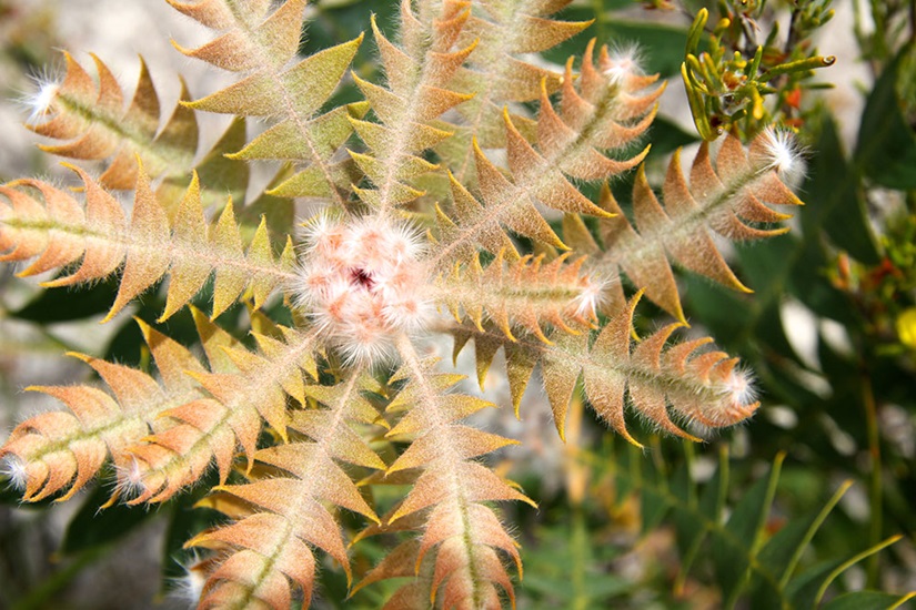 Banksia speciosa