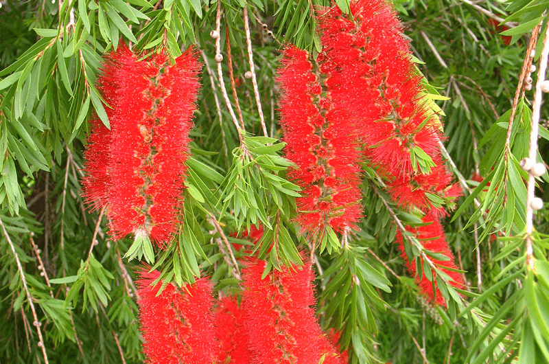 Callistemon viminalis 'Dawson River'