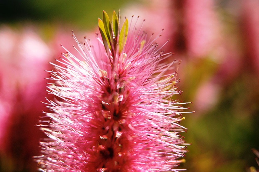 Callistemon selections and hybrids