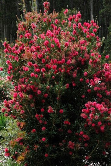 Callistemon selections and hybrids