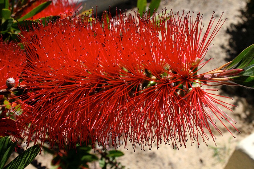Callistemon 'Kings Park Special'