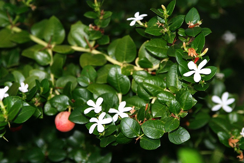 Carissa 'Desert Star'