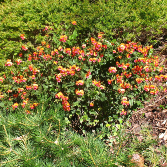 Chorizema Cordatum