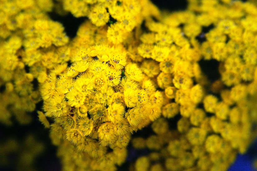 chrysantha