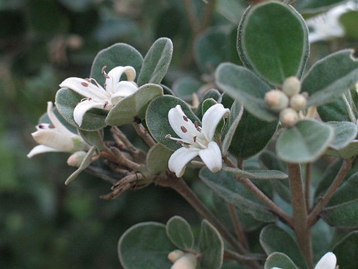 Correa alba