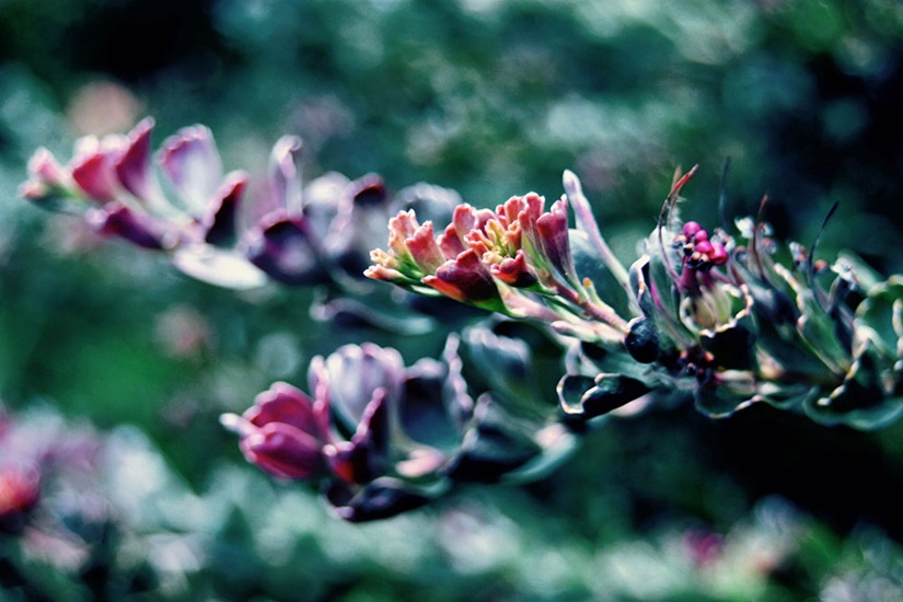 cuneatus-adenanthos