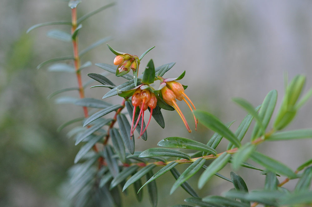 darwinia citriodora