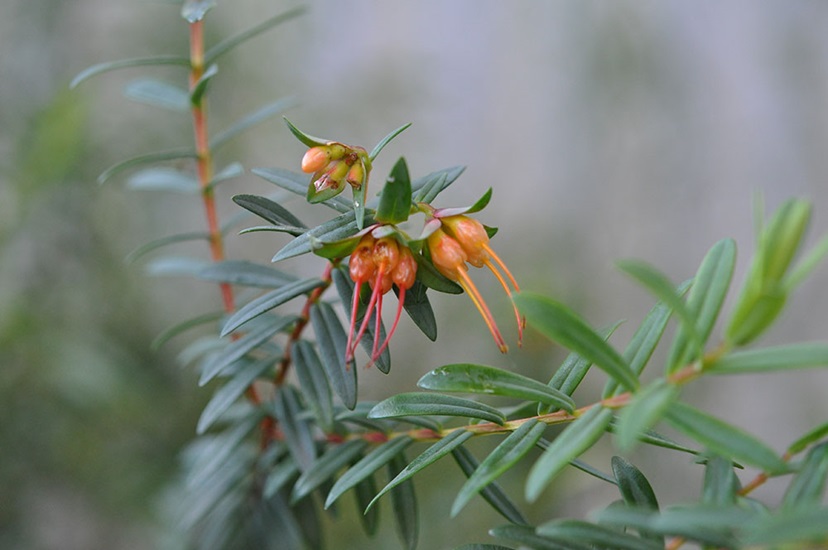 darwinia citriodora