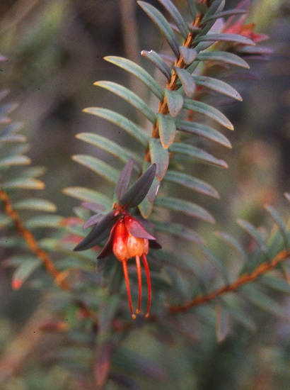 darwinia citriodora