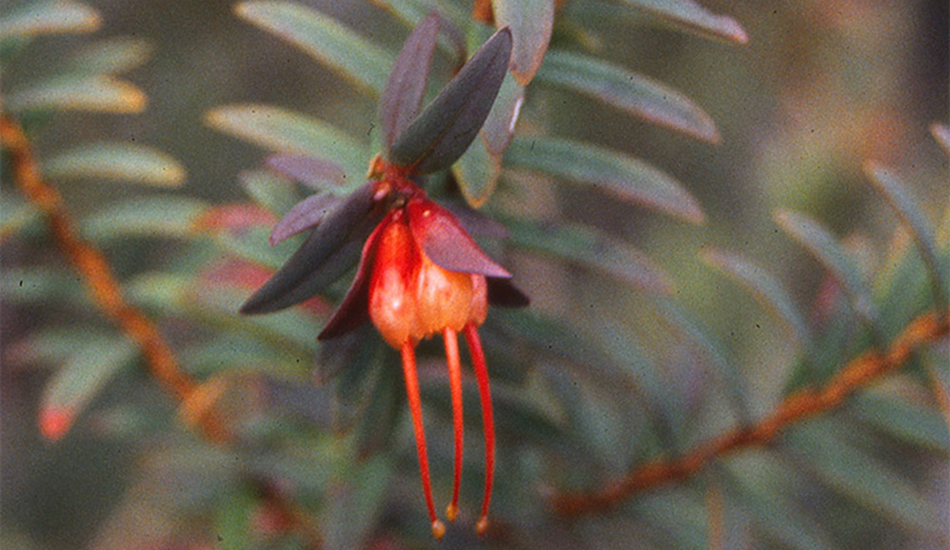 darwinia citriodora