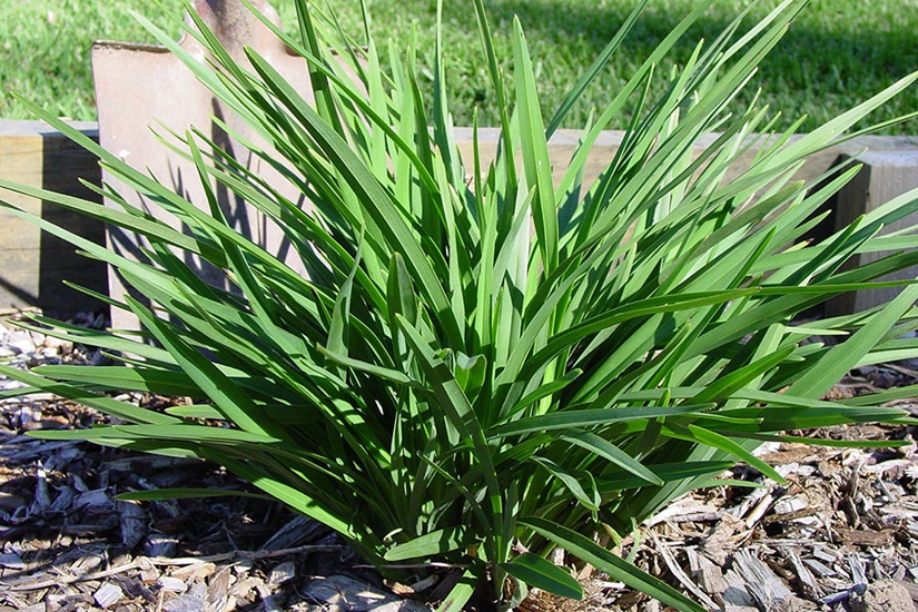 dianella revoluta cultivars