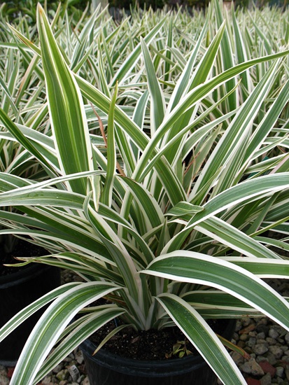 dianella revoluta cultivars