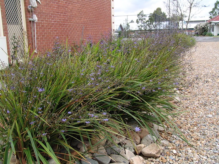 dianella revoluta cultivars