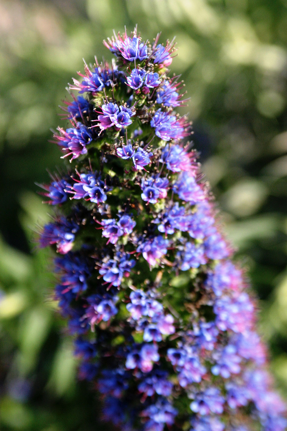 echium candicans