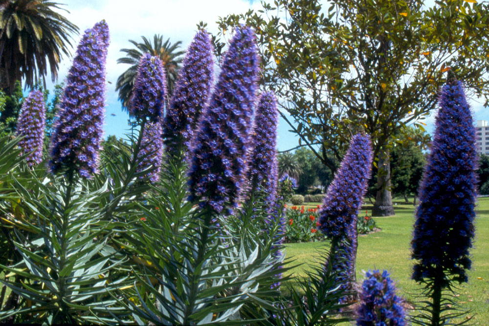 echium candicans