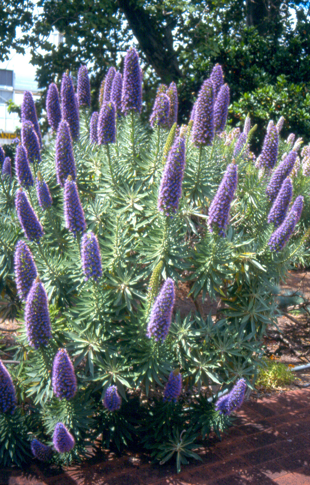 echium candicans