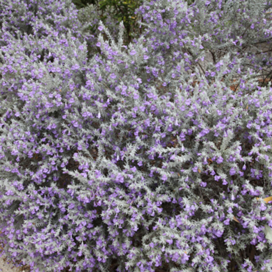 Eremophila Nivea Spring Mist Chorizema Cordatum