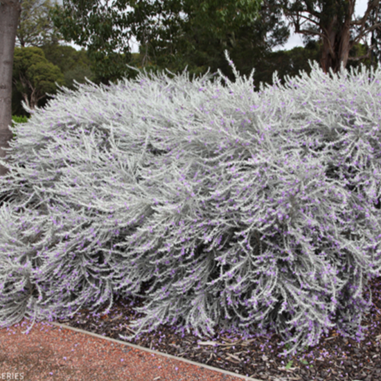 Eremophila Nivea Spring Mist Chorizema Cordatum