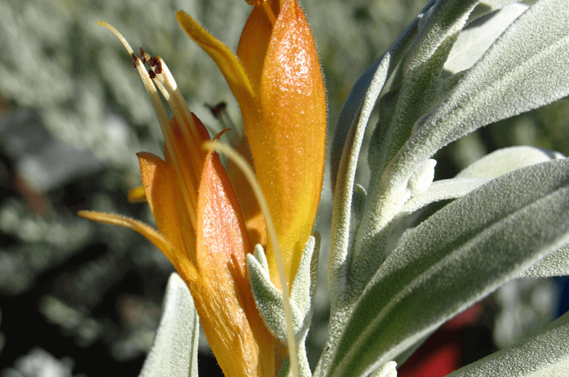 Eremophila glabra Eremophila glabra
