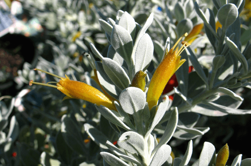 Eremophila glabra Eremophila glabra